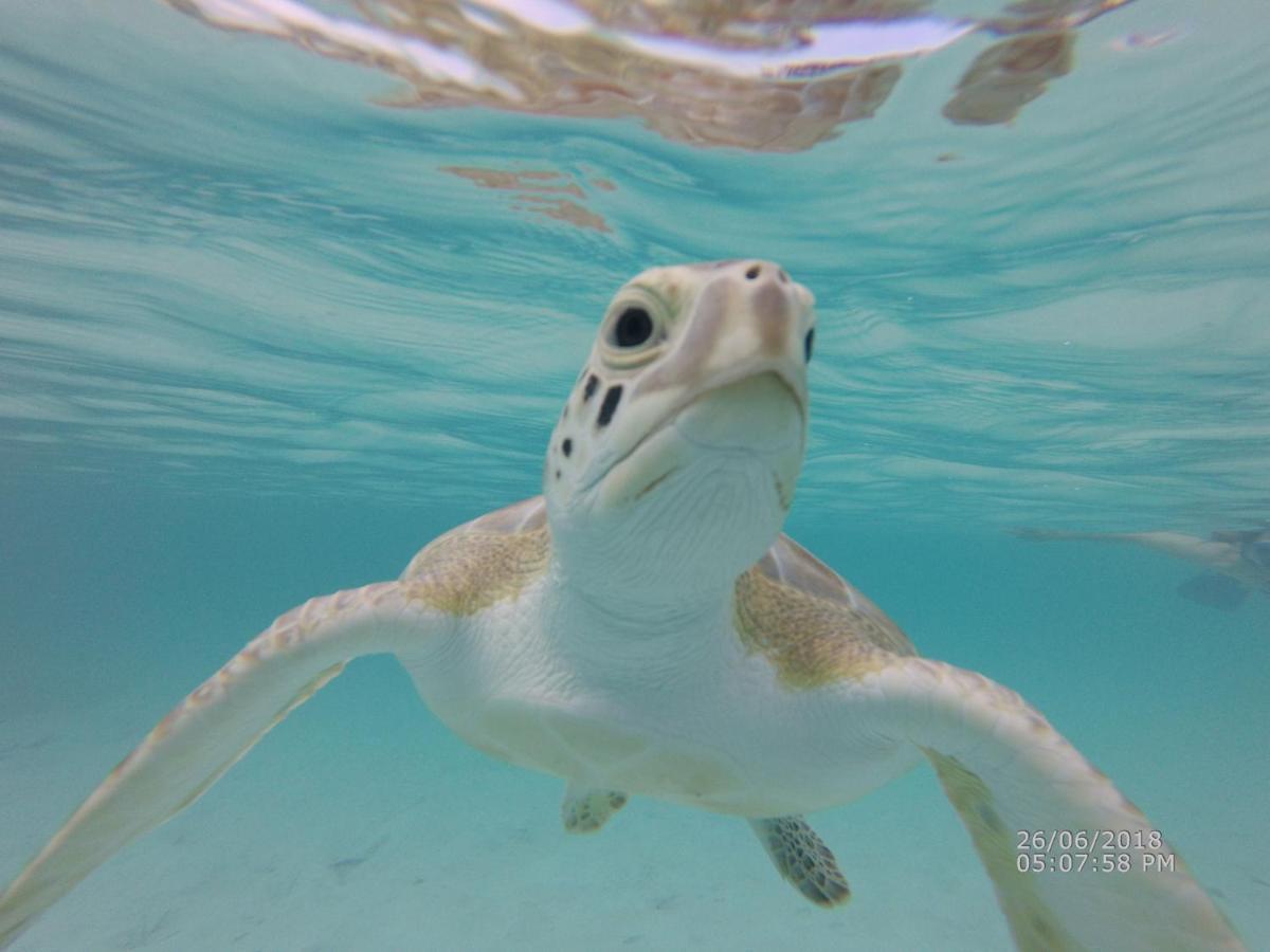 Turtles Nest Bahamas Apartment Джорджтаун Екстериор снимка